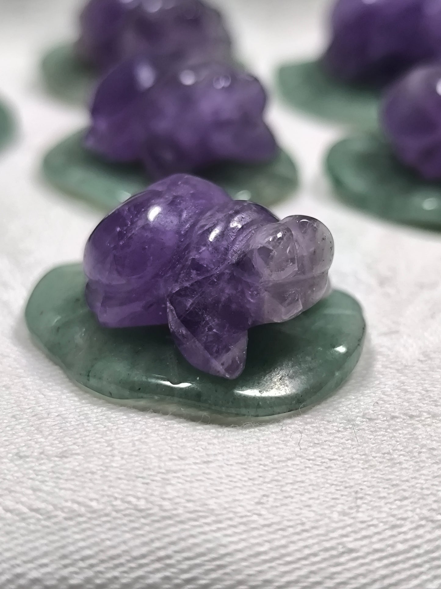 Chevron amethyst ladybugs on a leaf
