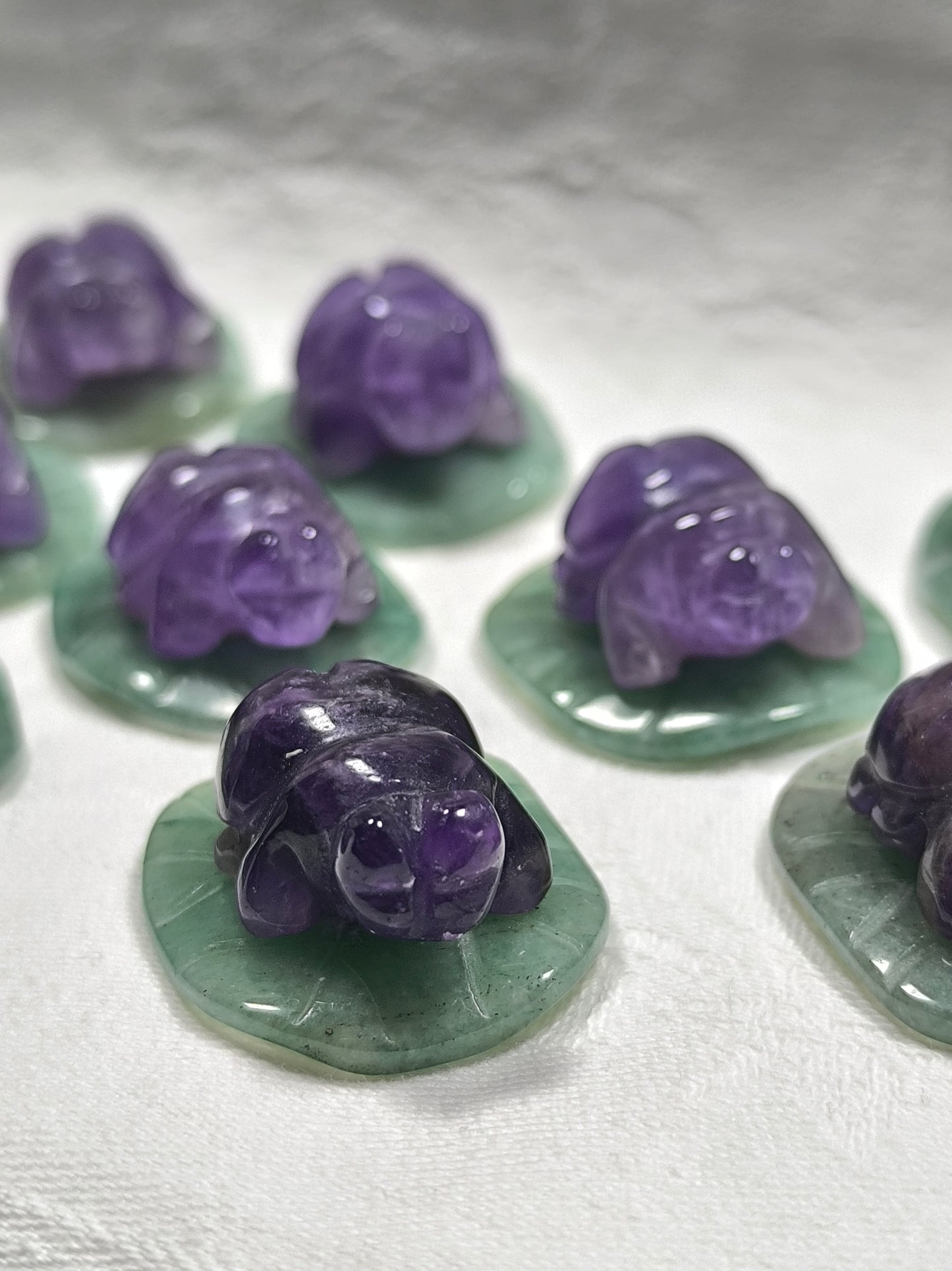 Chevron amethyst ladybugs on a leaf